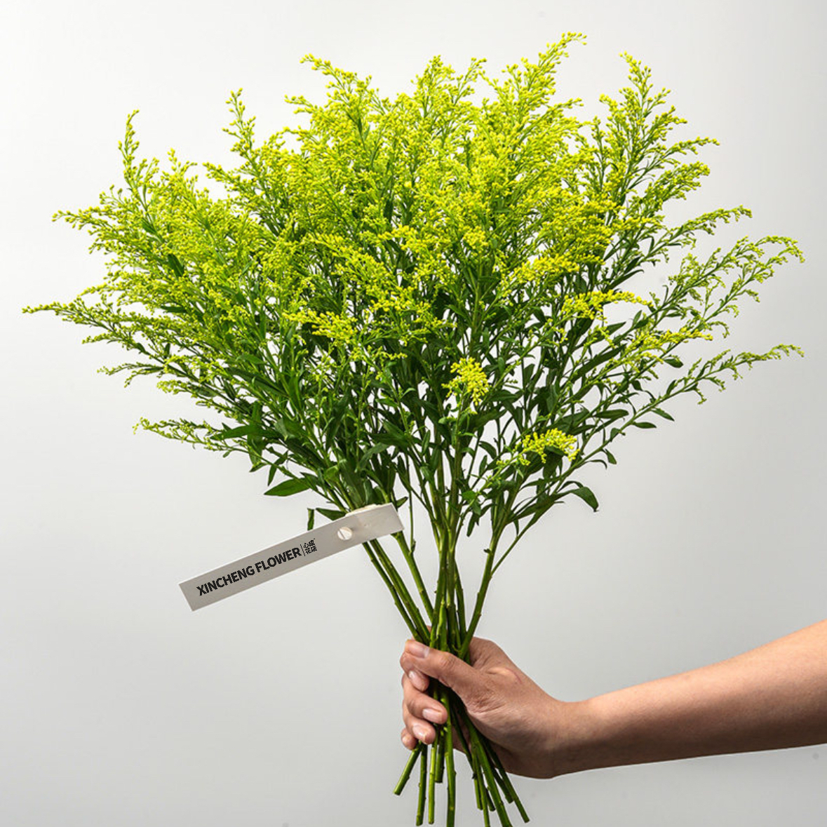 黄英 鲜切花 1扎8-10枝 