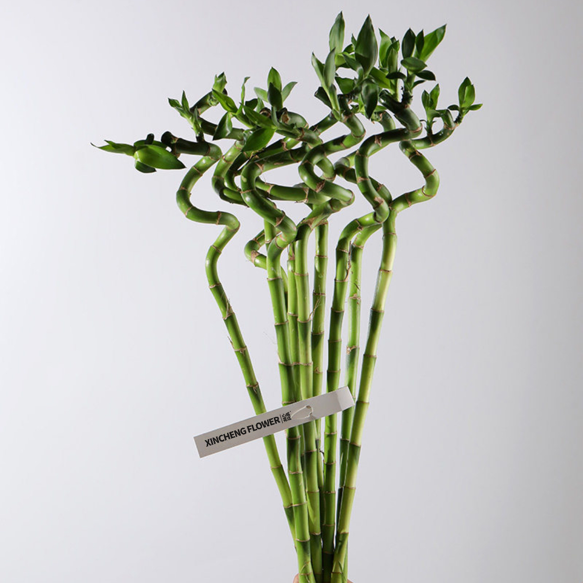 转运竹 富贵竹 10枝1扎 可