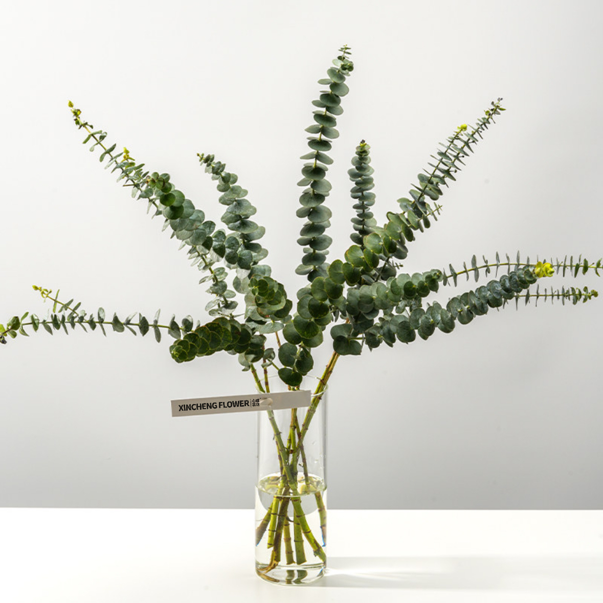 小叶尤加利 鲜切花1扎