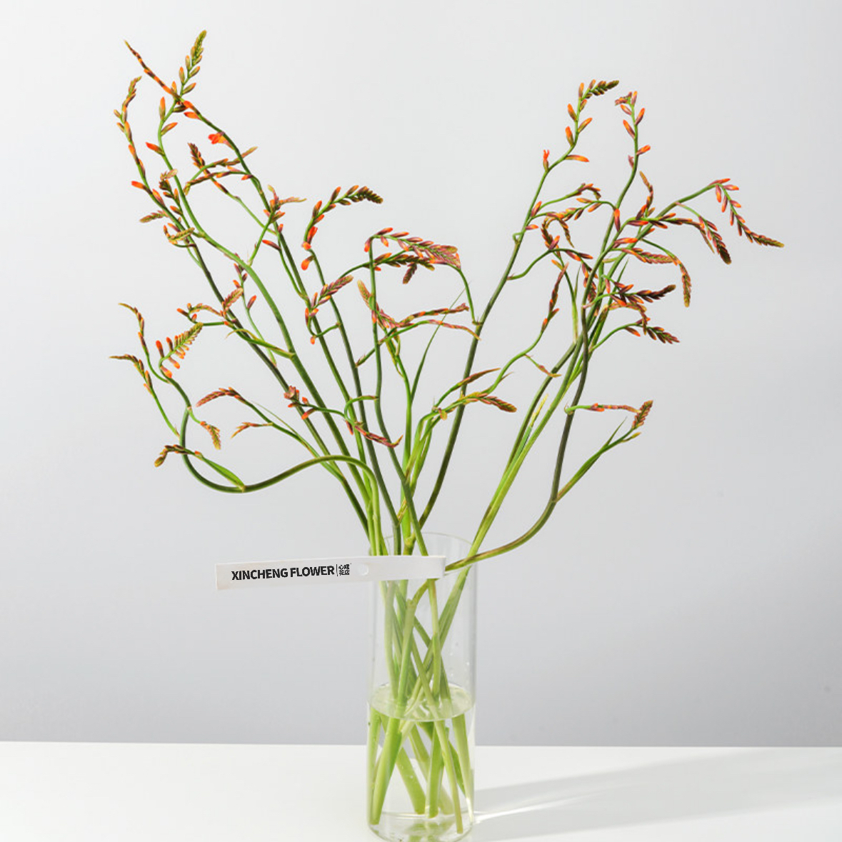 火焰兰 橙色 鲜切花材室内水养