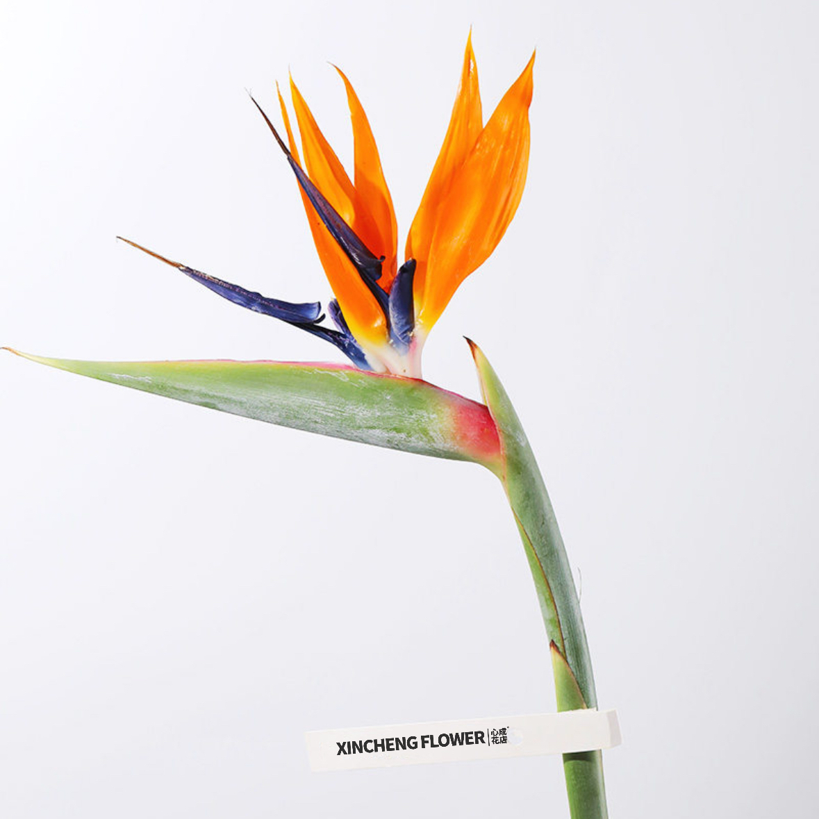 天堂鸟鲜切花 1枝