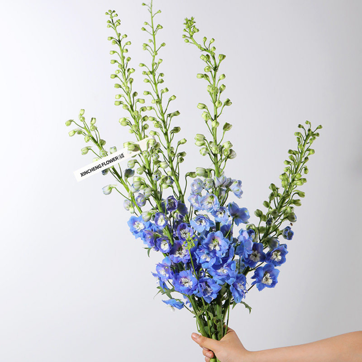 蓝色大飞燕 1扎4-5枝 家庭