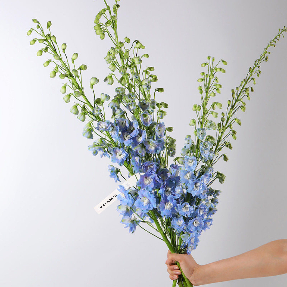 蓝色大飞燕 1扎4-5枝 家庭