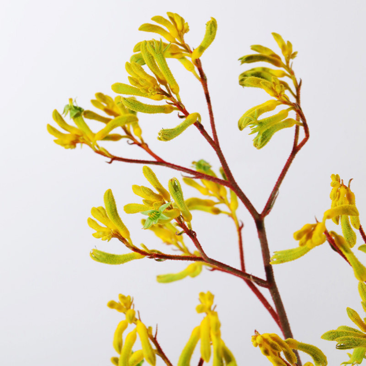 黄色袋鼠爪 袋鼠花 1扎4-5枝 家庭生活鲜花 花店送花上门