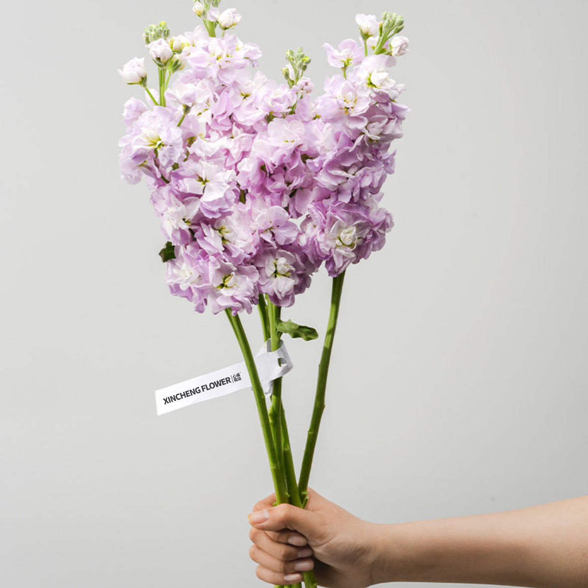 紫罗兰鲜花1扎家庭生活鲜花室内