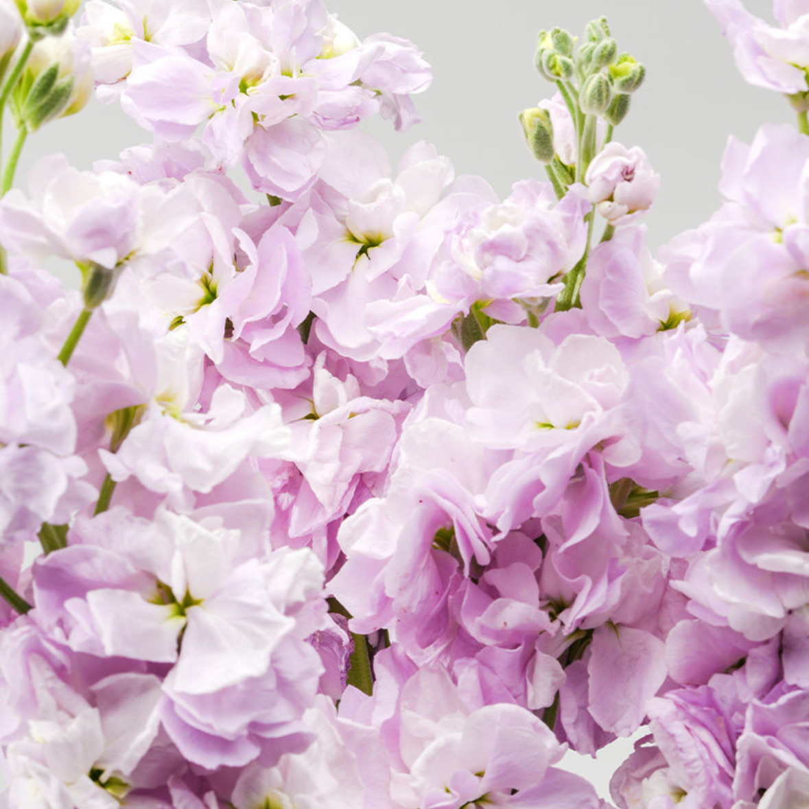 紫罗兰鲜花1扎家庭生活鲜花室内