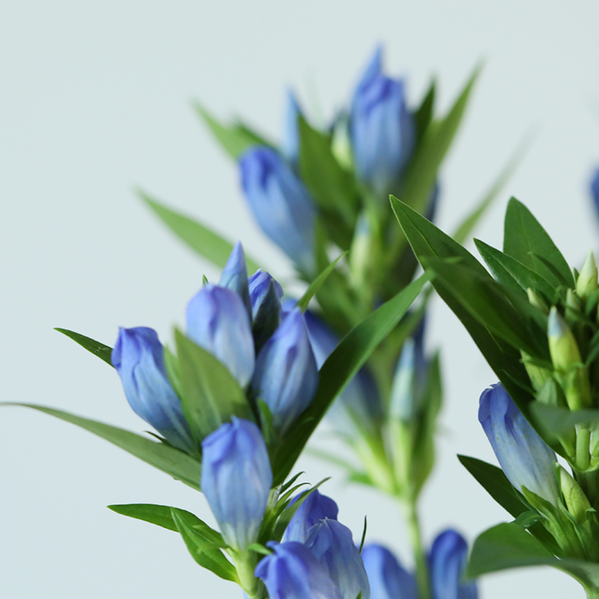 龙胆花蓝色鲜花进口鲜花1扎8-
