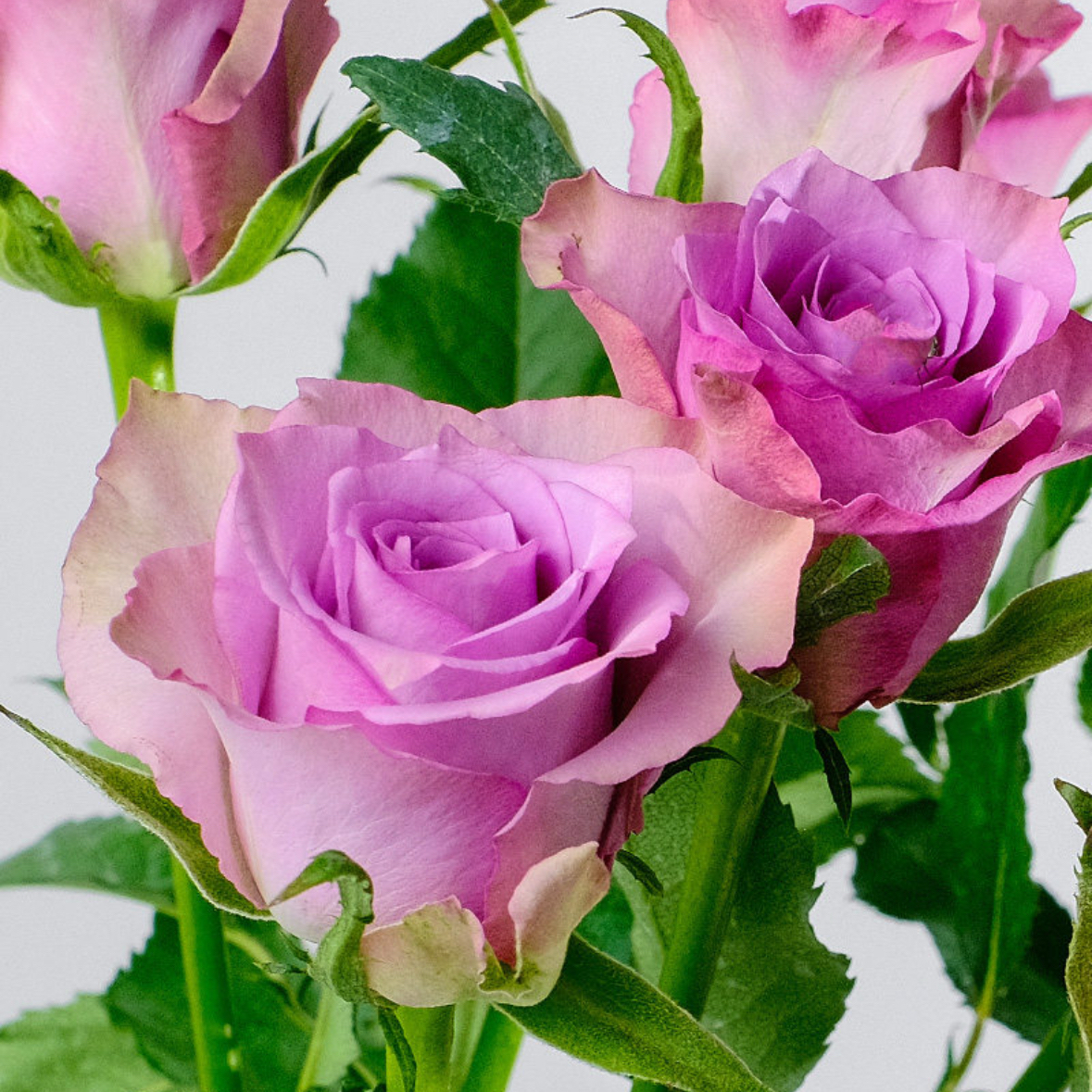 紫色玫瑰花1扎8-10枝 鲜切