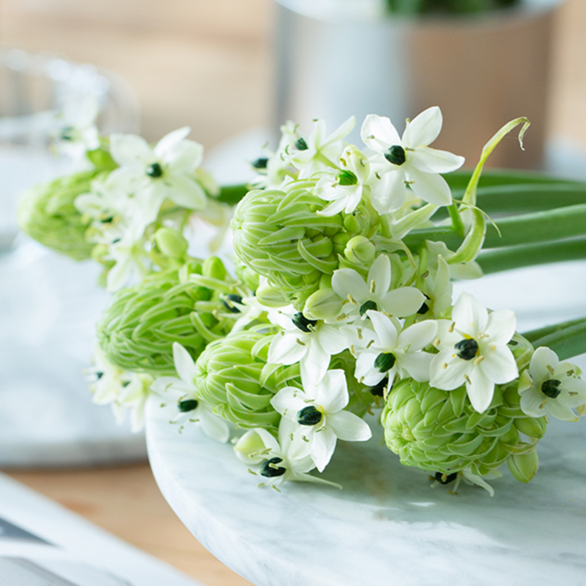 天鹅绒 鲜切花 1枝