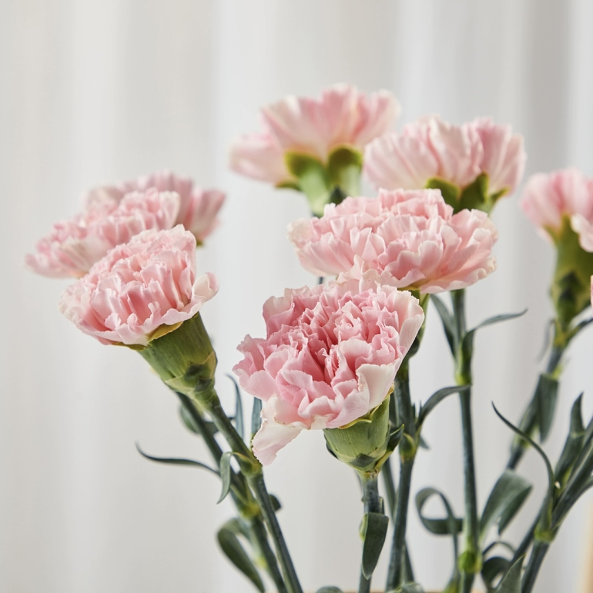 粉色康乃馨1枝 鲜切花 家庭生
