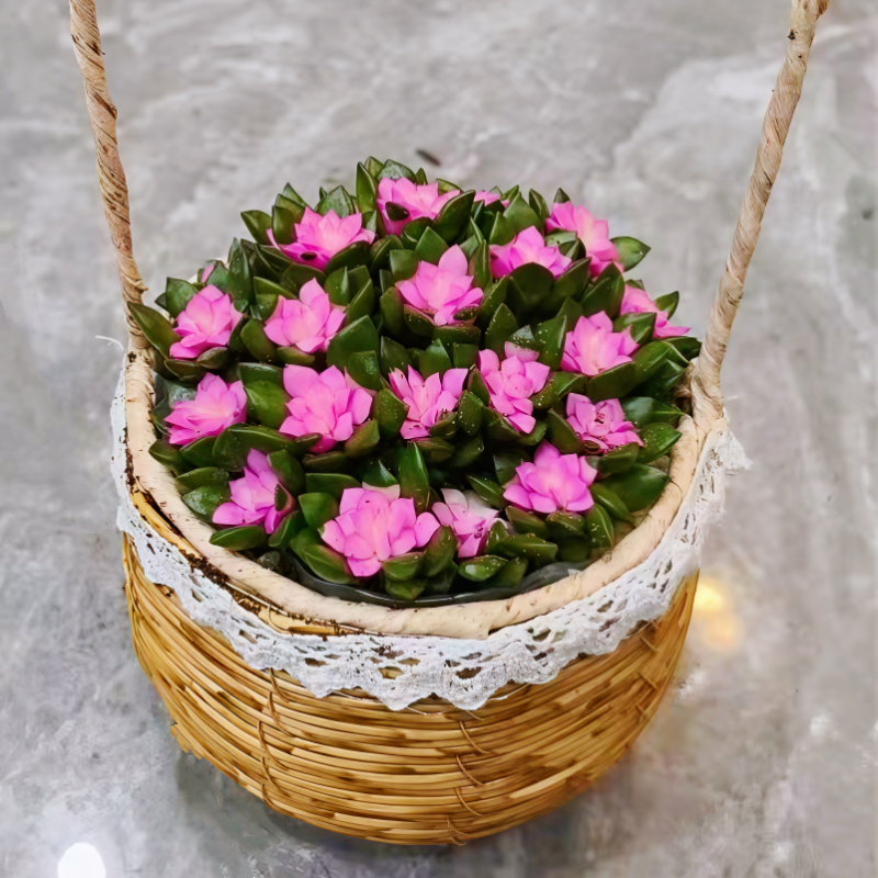 吹雪之松锦手提编织花篮多肉植物淡雪卡日松盆栽办公室内花卉好养