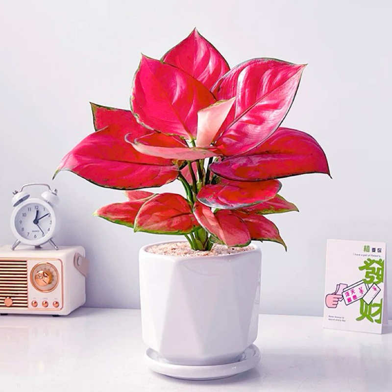 吉利红如意彩皇后万年红盆栽花卉桌面网红植物净化空气办公室桌面吸除甲醛绿植