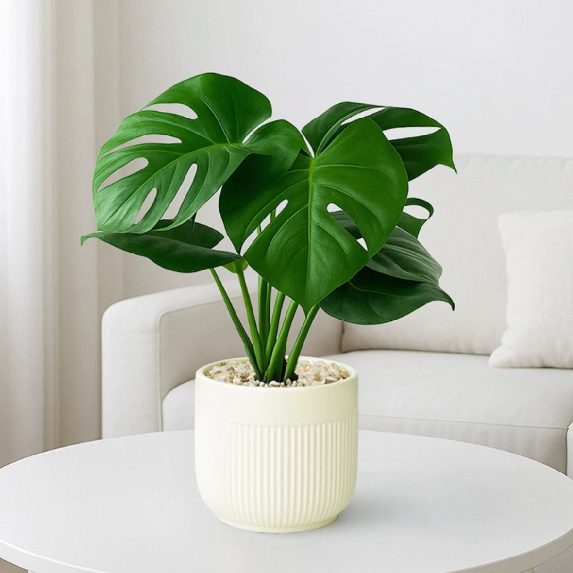 龟背竹网红植物精华空气桌面好看好养花卉3011