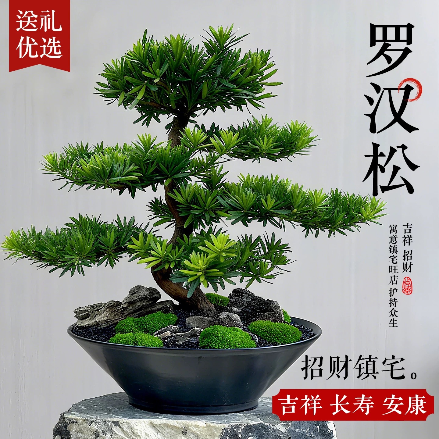 罗汉松盆栽小叶雀舌罗汉松绿植花卉室内造型树苗老桩阳台常青盆景