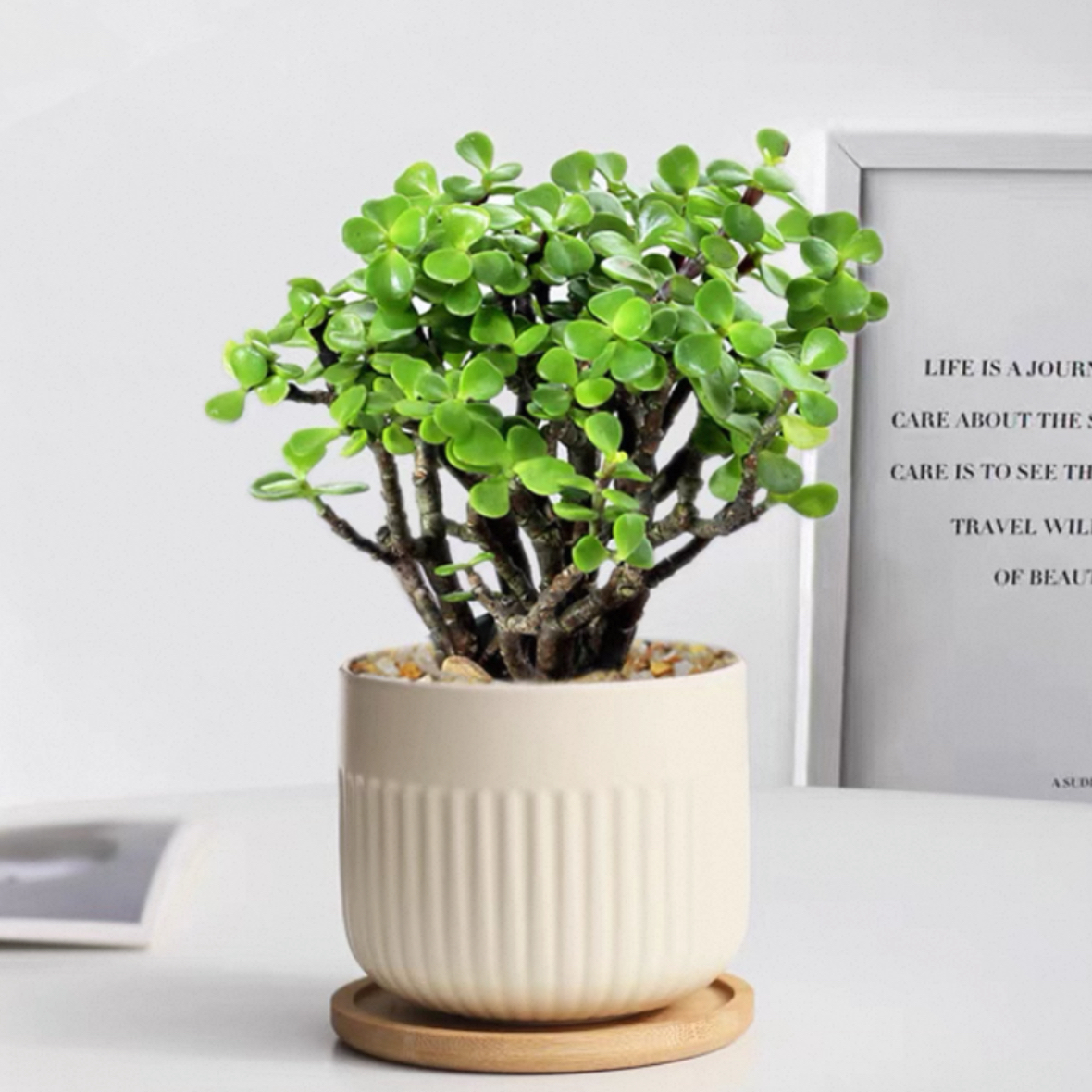 金枝玉叶原生盆栽多肉植物盆栽雅乐之舞好养多肉老桩植物盆栽