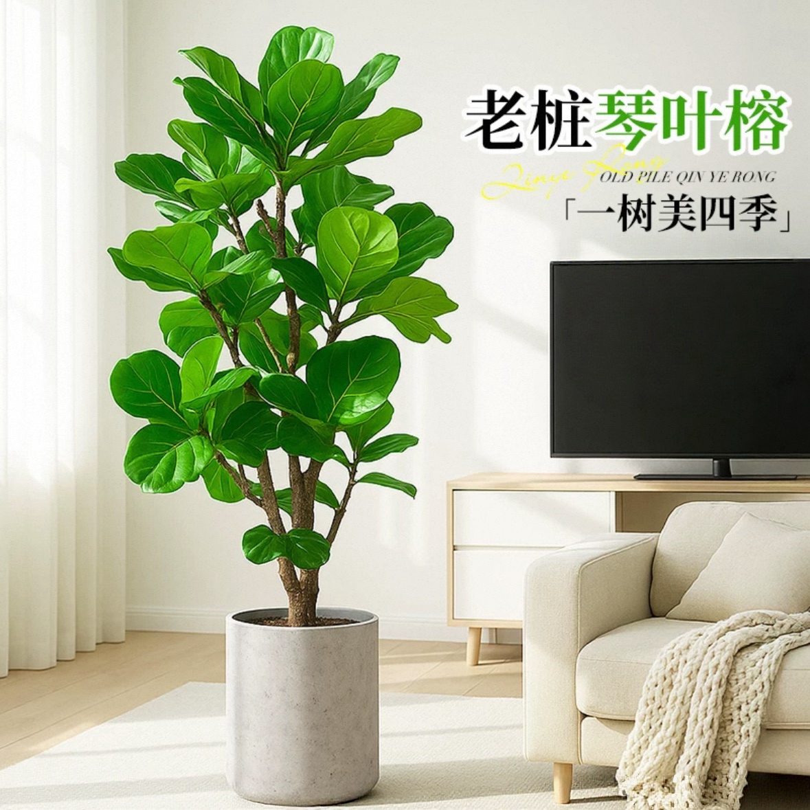 大琴叶榕客厅绿植物室内大型好养