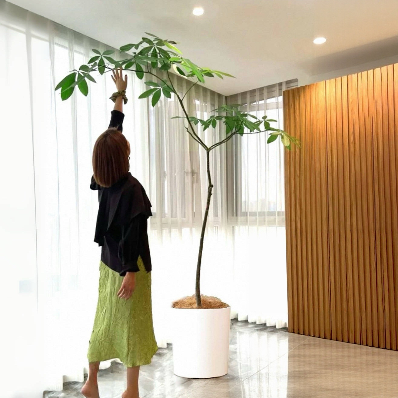 原生发财树飘枝落地盆栽办公室内