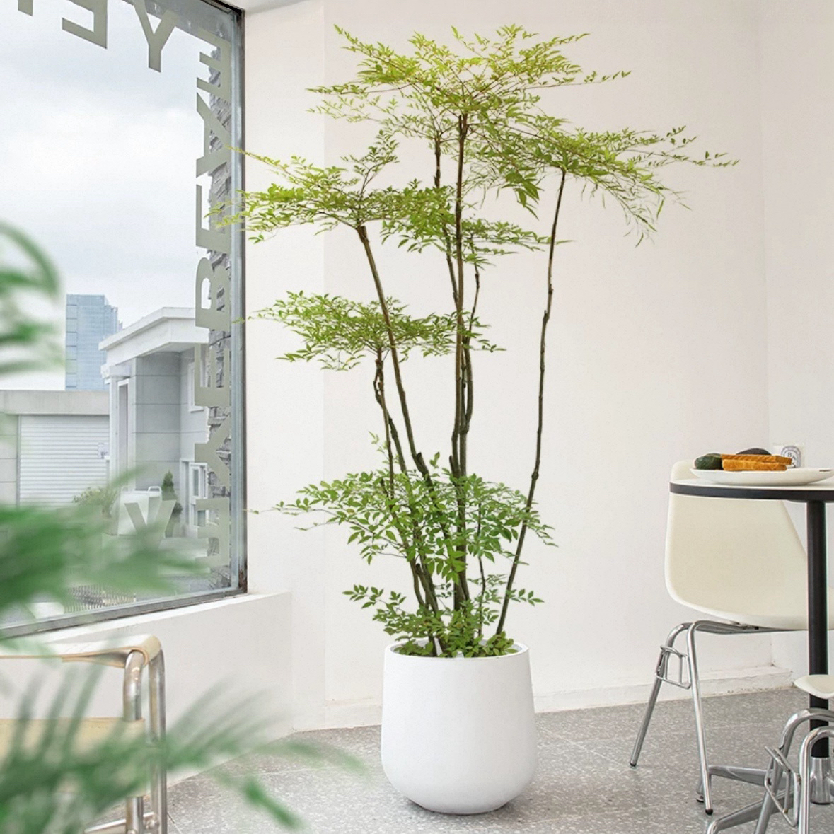 南天竹盆栽火焰蓝天竹盆栽兰天竹