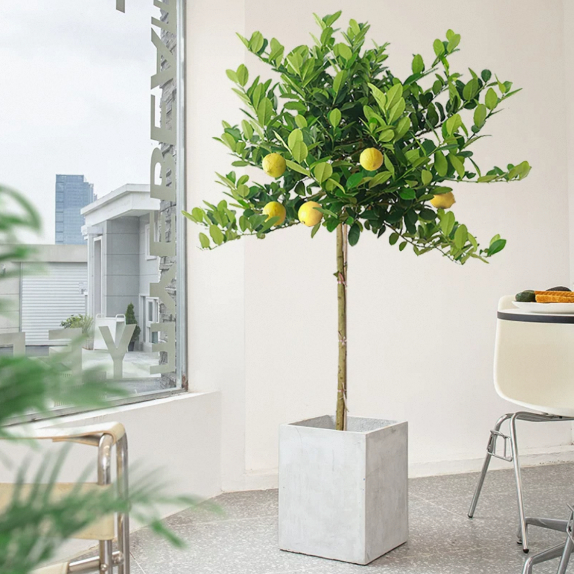 大植物柠檬树盆栽可食用带果大型