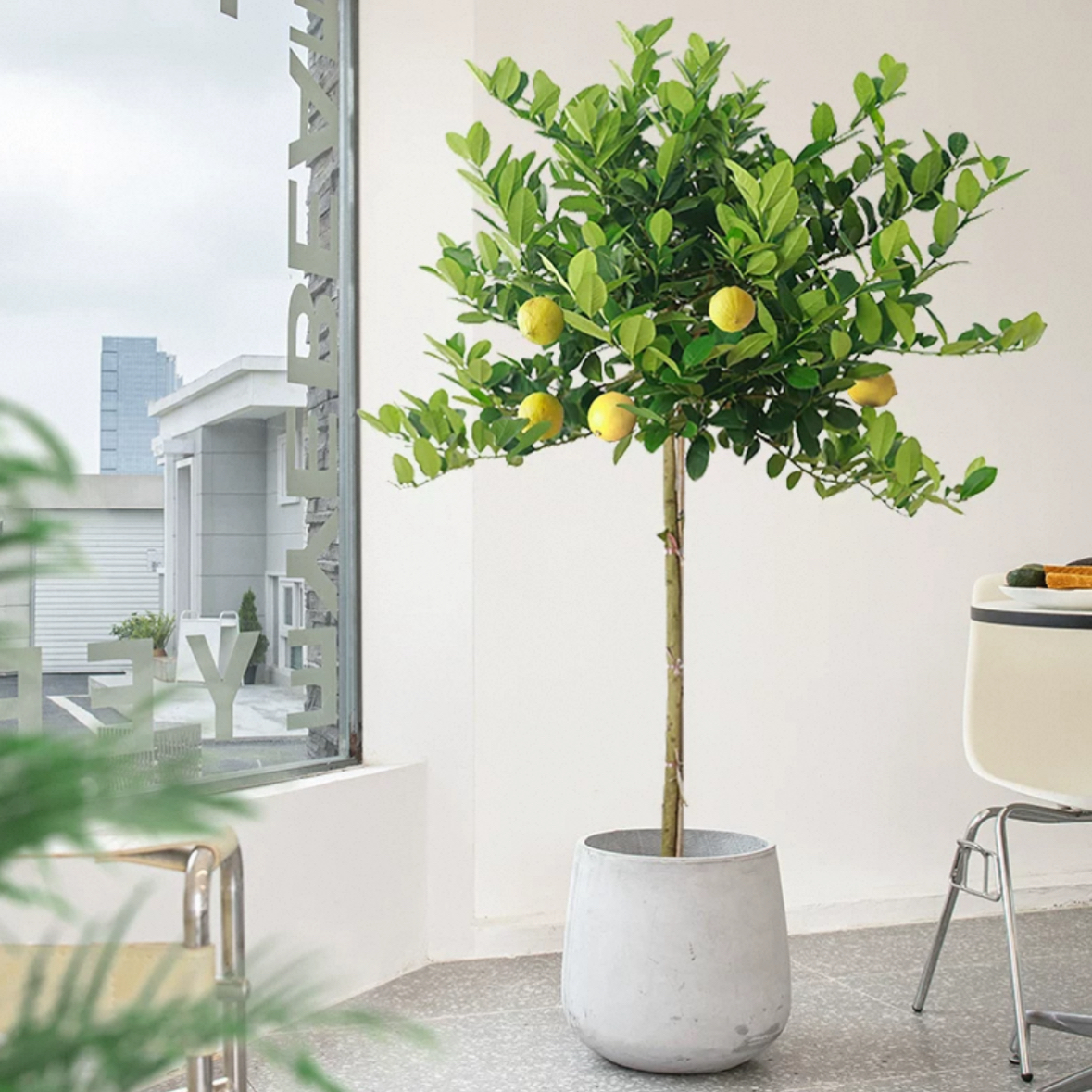 大植物柠檬树盆栽可食用带果大型