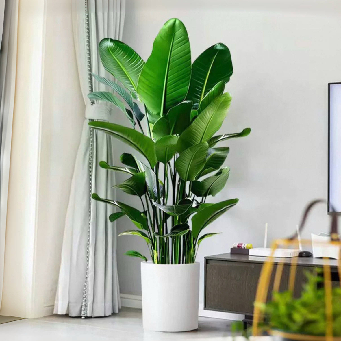 天堂鸟盆栽室内客厅高级感大型绿植办公室大叶植物高端鹤望兰新房