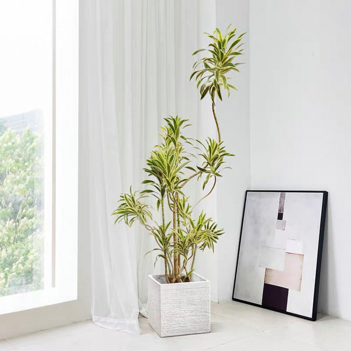 金边百合竹盆栽客厅绿植百合竹真