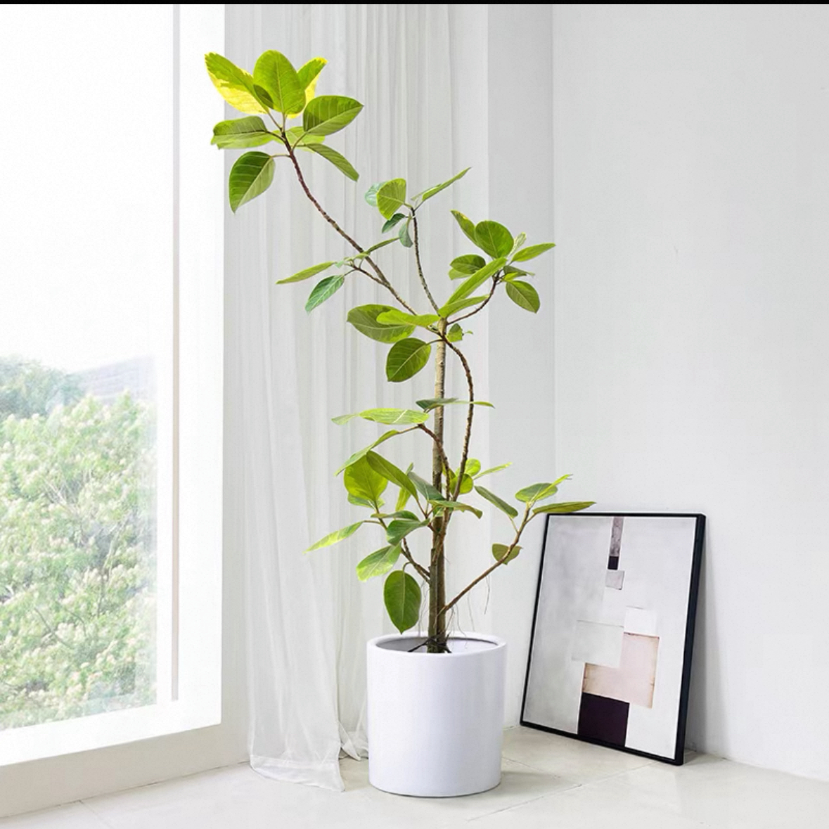 造型富贵黄金榕原生老桩客厅大型