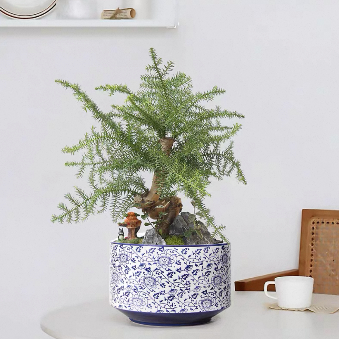 澳洲杉盆景老桩植物室内客厅办公