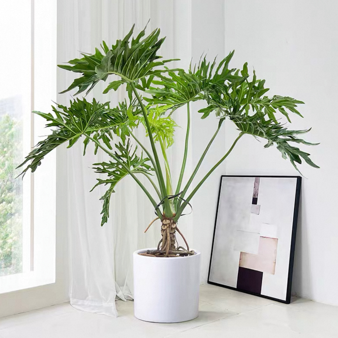 龙鳞春羽老桩盆栽 春雨柱喜林芋