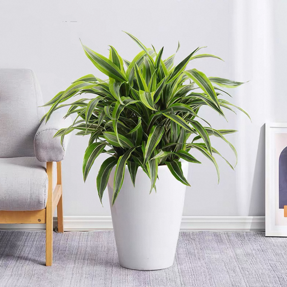 巴西美人盆栽花卉植物盆景桌面巴