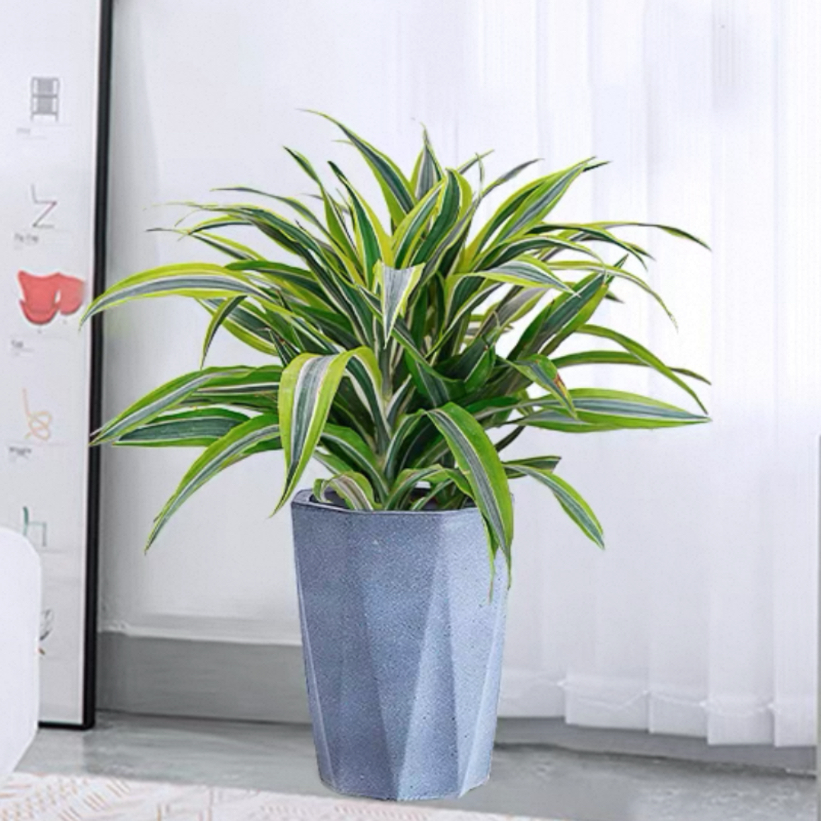 巴西美人盆栽花卉植物盆景桌面巴