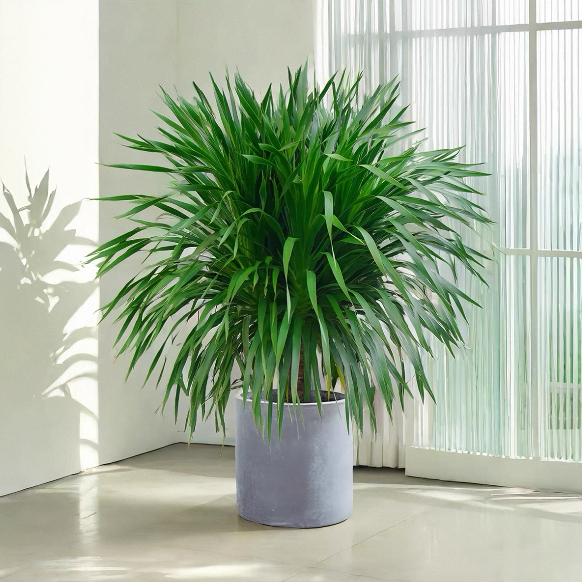 龙血树龙须树盆栽大型客厅多头绿