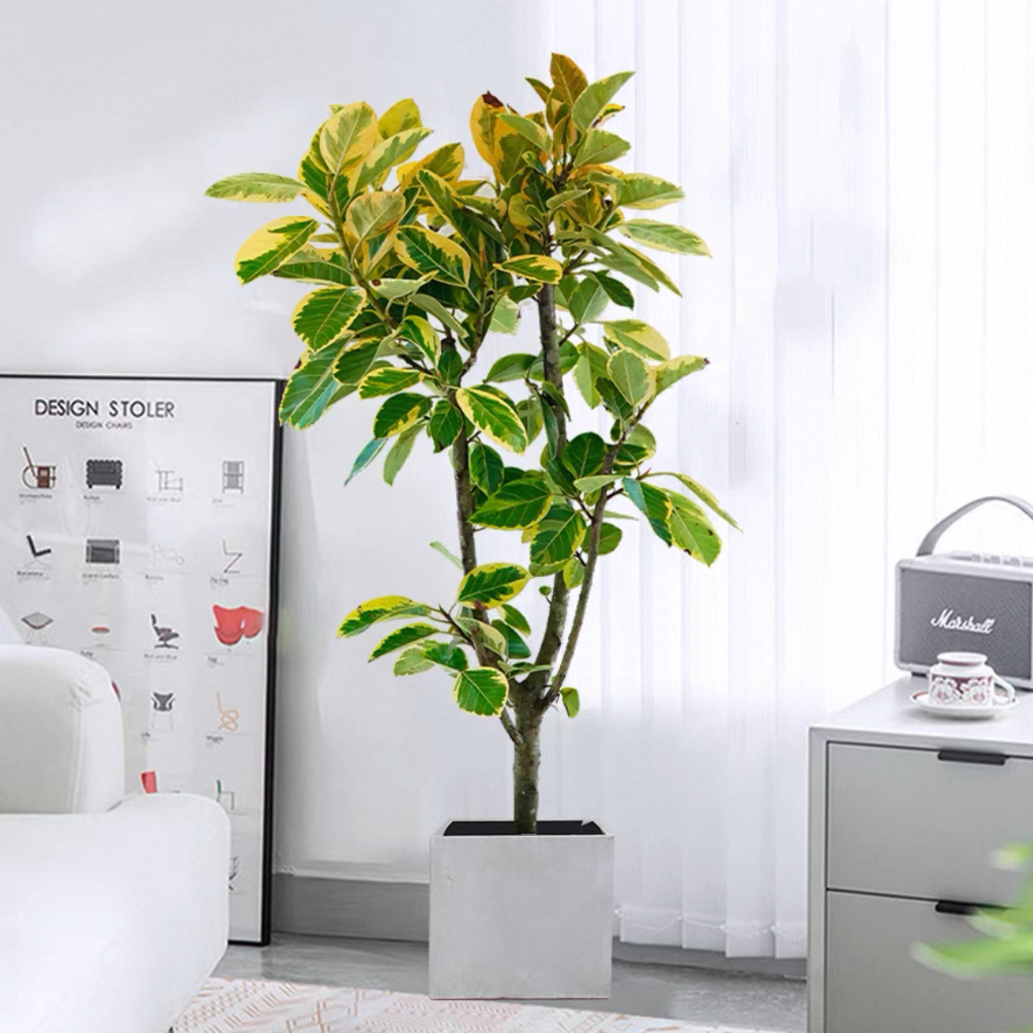 黄金榕客厅绿植室内大盆栽高级感