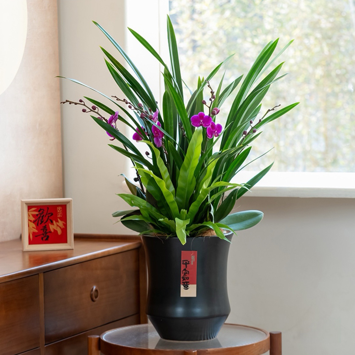 墨韵清欢/蝴蝶兰莫兰组合盆栽十大兰花四季名贵花卉墨兰精品绿植