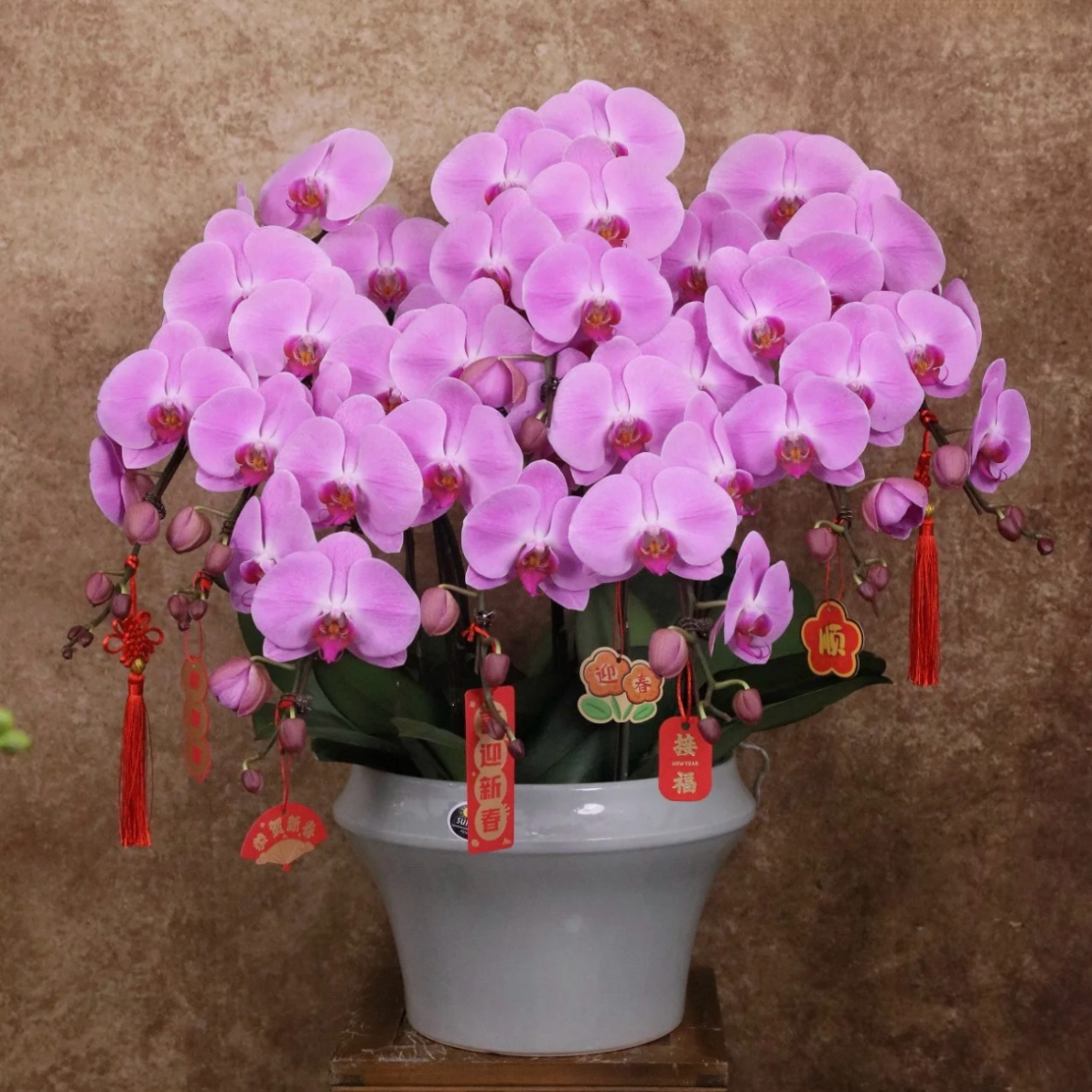 蝴蝶兰1508-03安娜蝴蝶兰