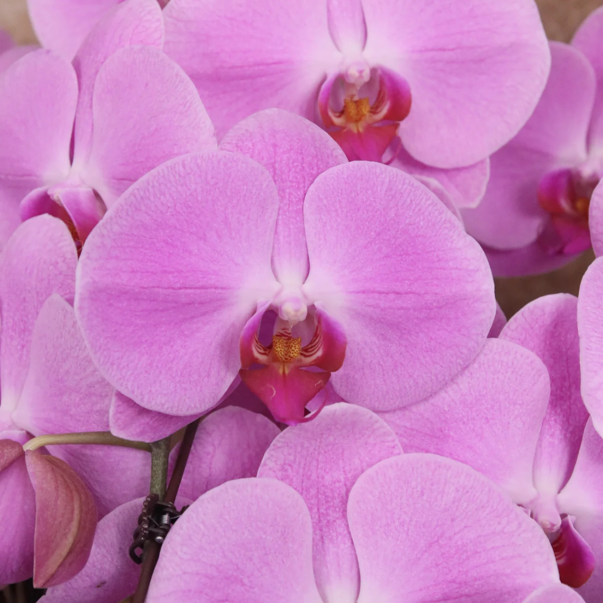 蝴蝶兰1508-03安娜蝴蝶兰