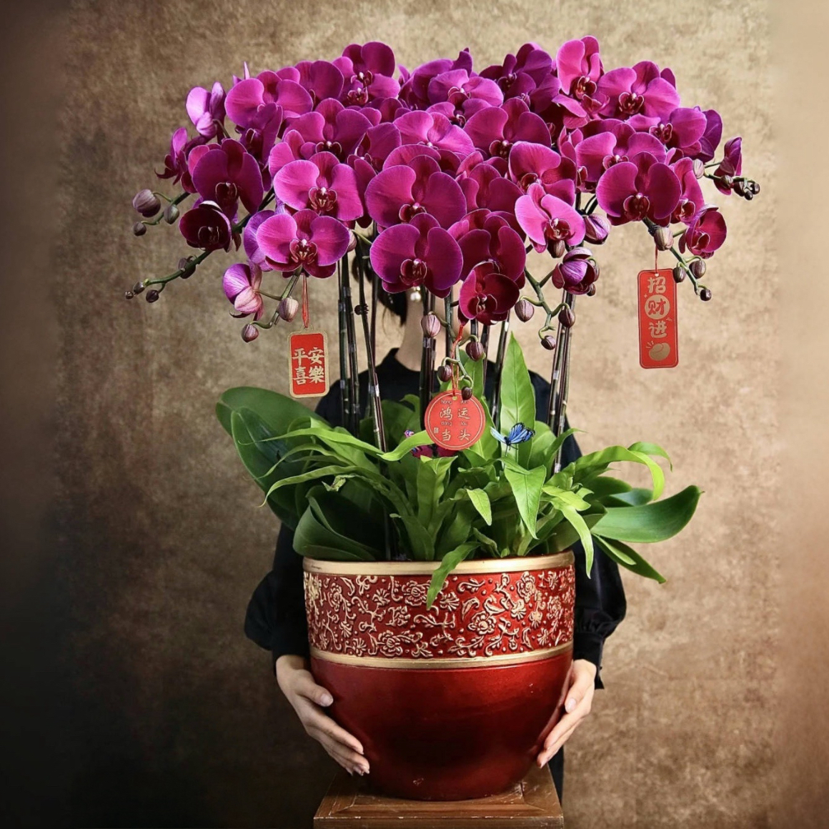 蝴蝶兰1510-08大辣椒蝴蝶