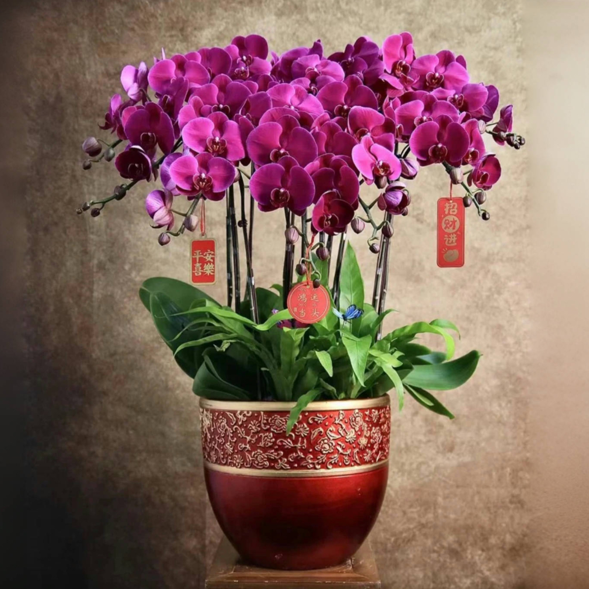 蝴蝶兰1510-08大辣椒蝴蝶