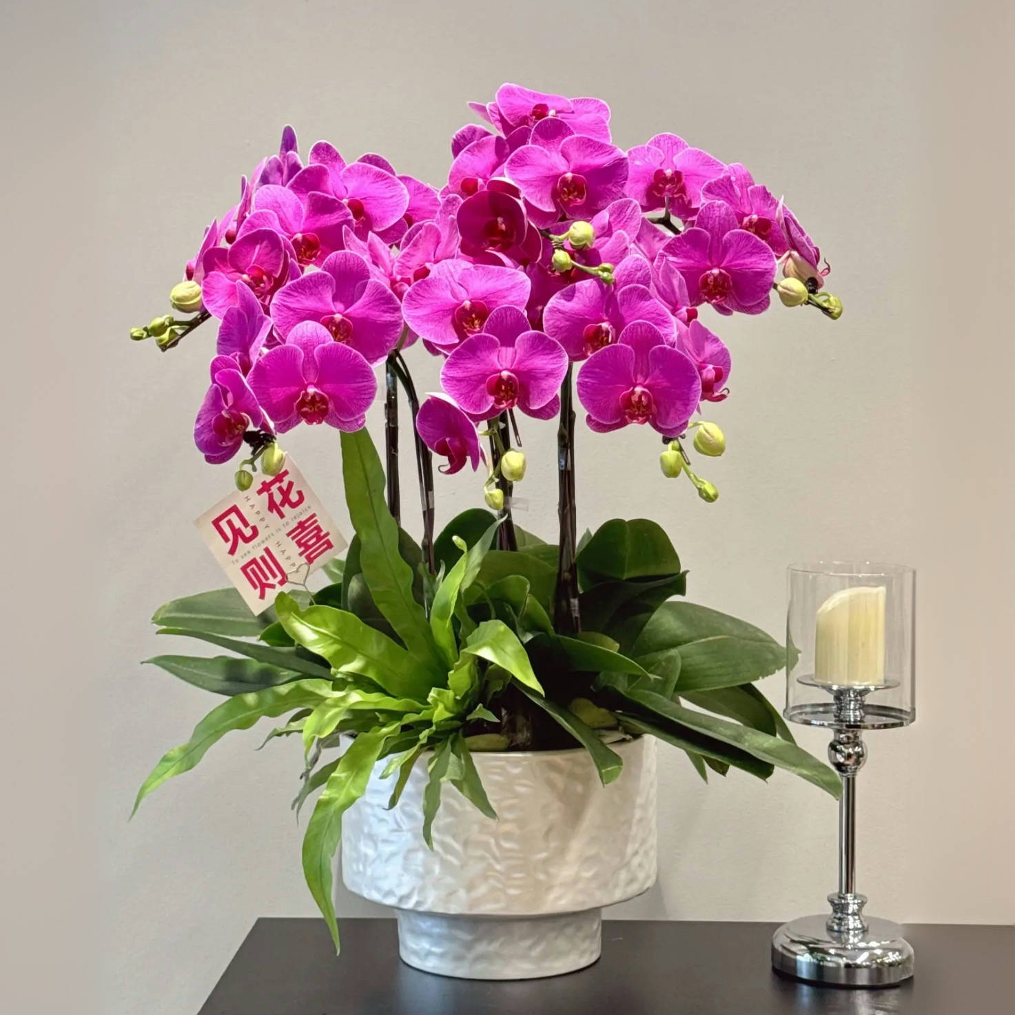 蝴蝶兰1506-29 大辣椒蝴