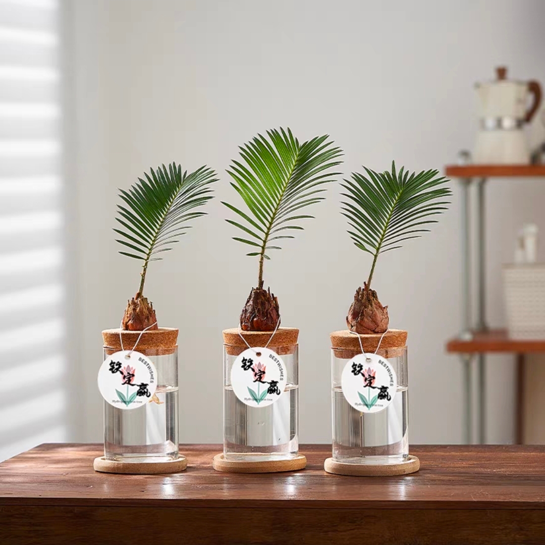 水培小铁树配生态玻璃瓶精品网红