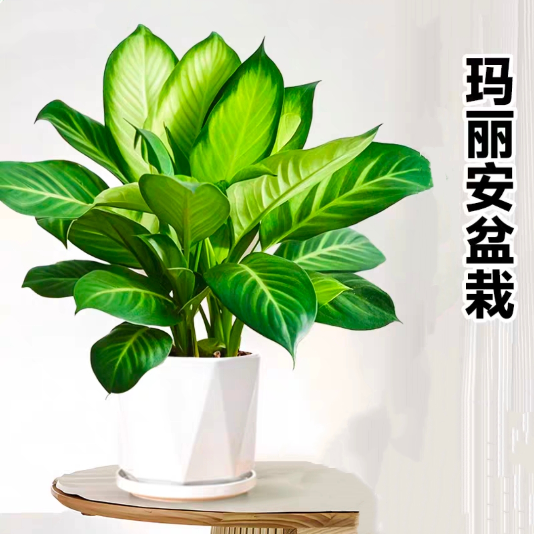 玛丽安花叶万年青小植物桌面盆栽