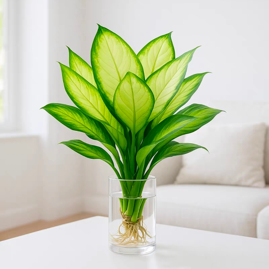 水培植物玛丽安盆栽水养万年青绿