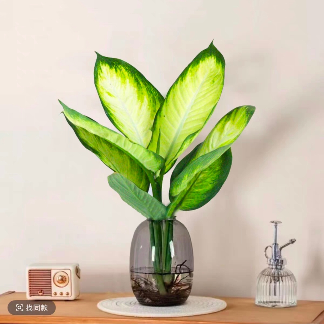 水培植物玛丽安盆栽水养万年青绿