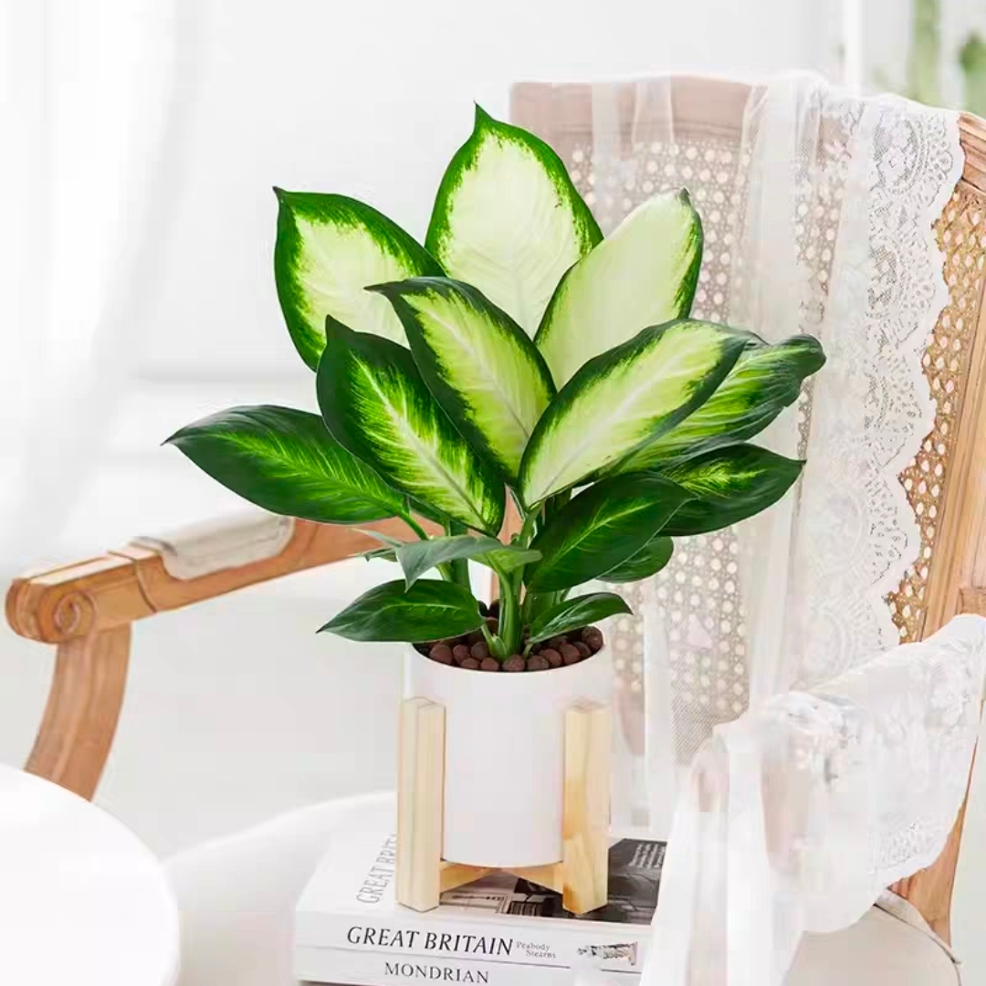 玛丽安花叶万年青小植物桌面盆栽