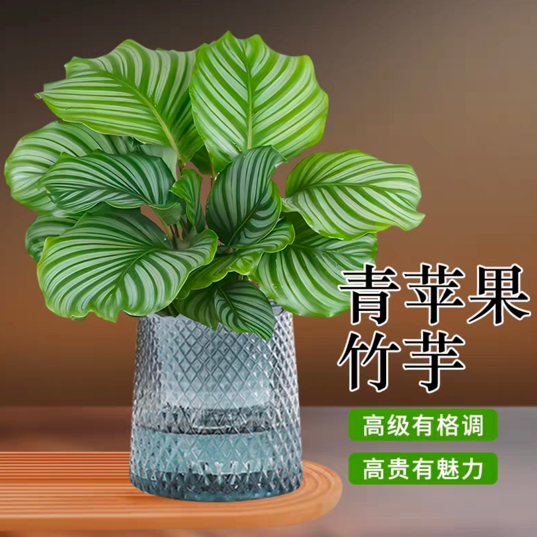 青苹果竹芋配自吸水花盆水培植物绿植翠叶竹芋四季常青室内办公桌净化好养花卉