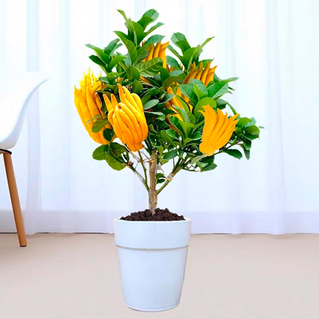 抓钱手佛手树盆栽带果佛手柑盆景