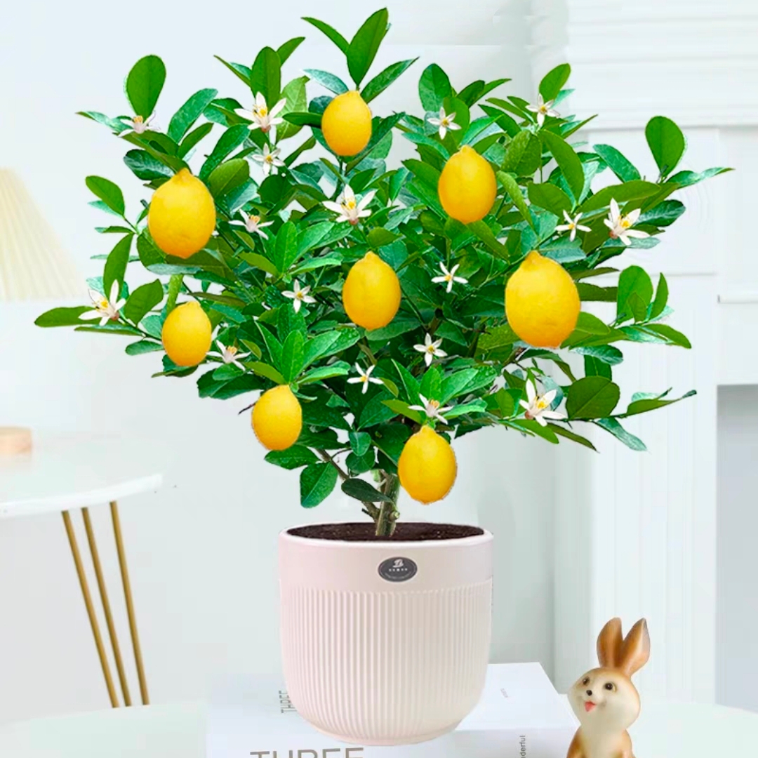 香水柠檬树盆栽苗水果柠檬浓香带