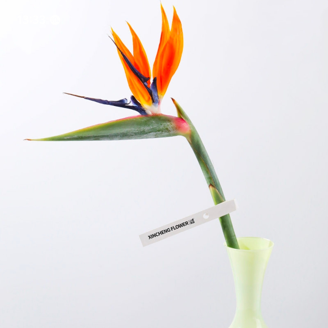 天堂鸟鲜切花 1枝