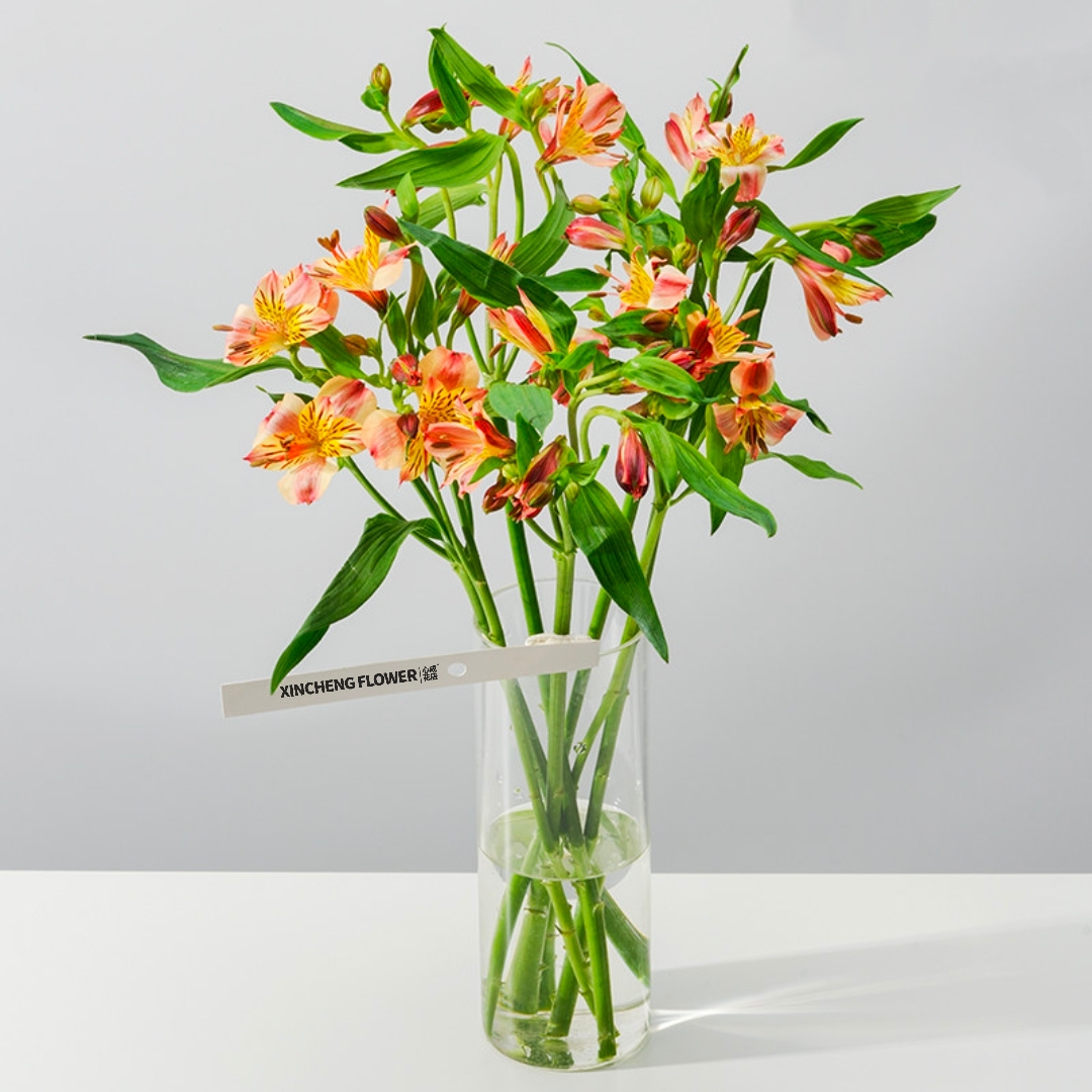 水仙百合六初花 Alstroe