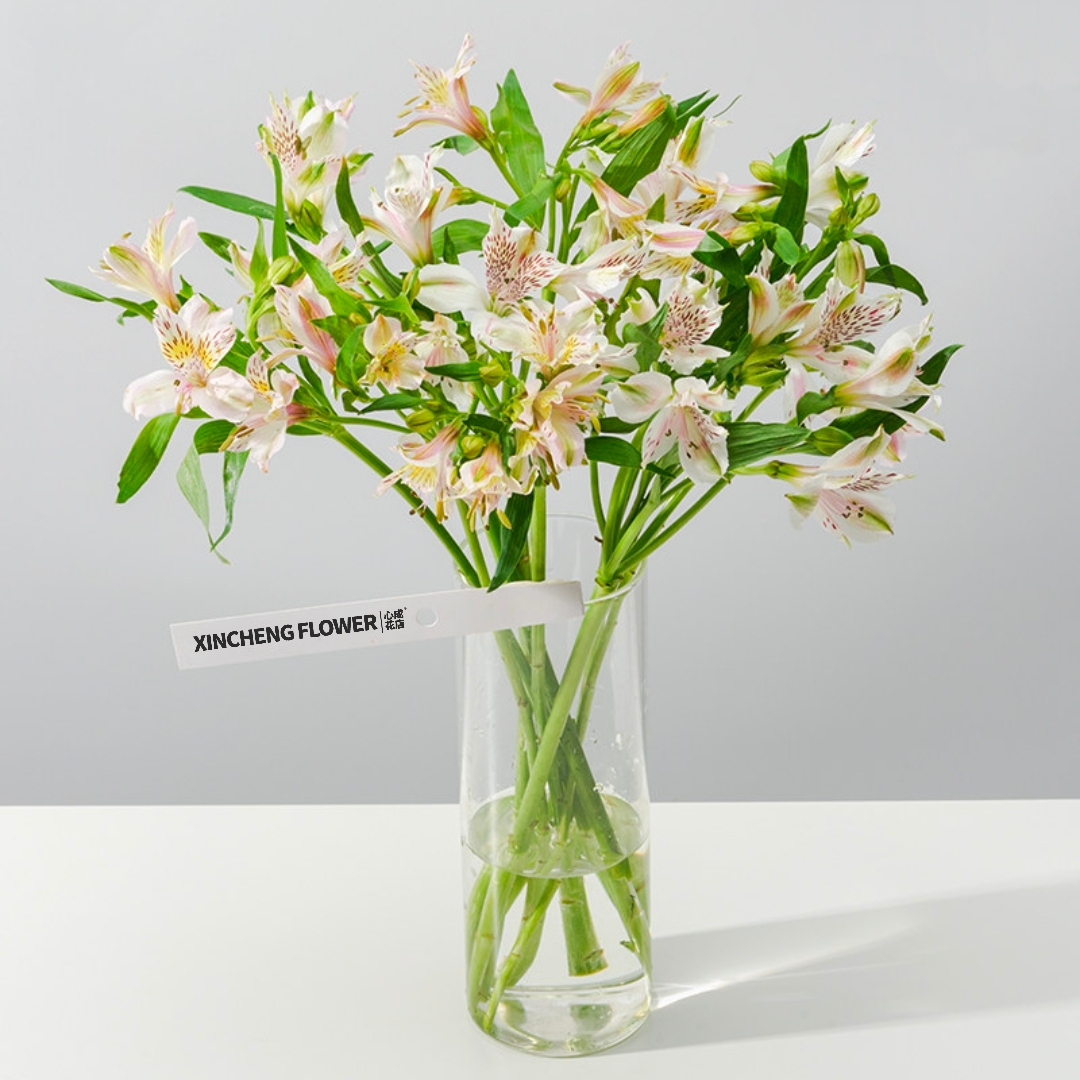 水仙百合六初花 Alstroe